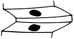 錐齒輪和準雙曲面齒輪術語加工方法、輪齒接觸、檢查和試驗